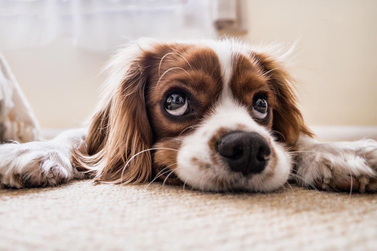 Cockerspaniel Impatiently Waiting for ISC2 CISSP Approval